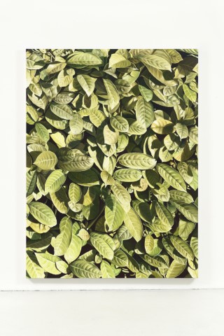 Sunset (Wall of Leaves)